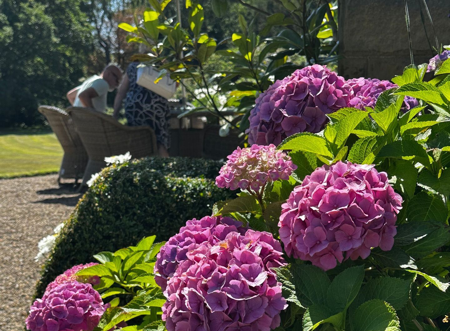 WHH_EXT_Summer_Garden-Flower-Hydrangea-PurplePink-Blooms_CloseUp_2025-08
